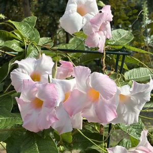 温室,ピンク,百合が原公園,お出かけ先の画像