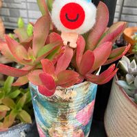 火祭り,フレンチラベンダー,サボテンの寄せ植え,キュンキュン乙女倶楽部,HTCの画像