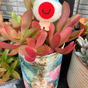 火祭り,フレンチラベンダー,サボテンの寄せ植え,キュンキュン乙女倶楽部,HTCの画像