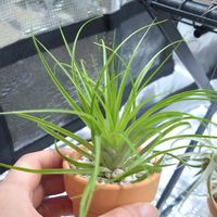 チランジア,ティランジア,ティランジア　グロボーサ,植物のある暮らし,植中毒の画像