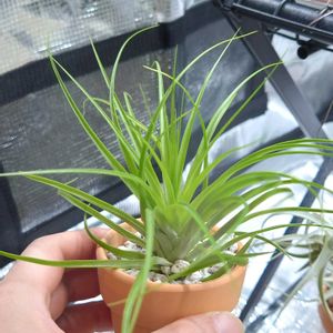 チランジア,ティランジア,ティランジア　グロボーサ,植物のある暮らし,植中毒の画像