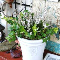 カルーナ,八重咲カルーナ　ジュエルドロップス　パール,寄せ植え,可愛い,庭の花の画像