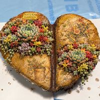 チャッピー,多肉植物,寄植え,モルタル鉢の画像
