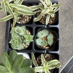 多肉植物,多肉寄せ植え,小さな庭,庭の画像