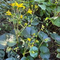 ツワブキ,季節の花,石蕗,山野草大好きの画像
