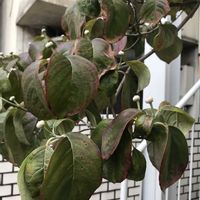 ハナミズキ,ハナミズキ,鉢植え,実がなる,この木なんの木気になる木の画像