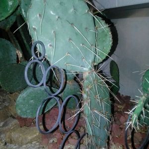 観葉植物,ユーフォルビア,ガーデニング,多肉植物とサボテン,オプンチアの画像