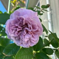 レヴリ,鉢の名前は「るわしあ」,葉っぱのある暮らし,強風ベランダ,ばら バラ 薔薇の画像