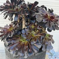 多肉,黒法師,アエオニウム属 黒法師,アエオニウム,北海道の画像