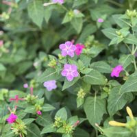 オシロイバナ,花のある暮らし,お花が好き♡,お出かけ,キュンキュン乙女倶楽部の画像