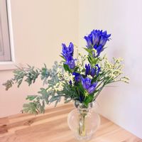 アカシア,スターチス,リンドウ,切り花,生花の画像