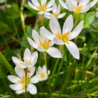 タマスダレ,サフィニア,可愛い,花のある暮らし,千葉県の画像