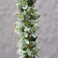 子持ち蓮華,多肉植物,多肉大好き,子持ち蓮華の花,知り合いのお宅の画像