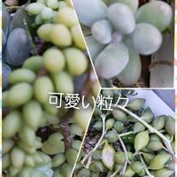 多肉多肉多肉,ありがとう❤️,GSに感謝。,❤️いいね、ありがとう,見て頂き有り難うの画像