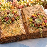 チャッピー,多肉植物,エケベリア属,寄植え,モルタル鉢の画像