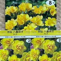 スイセン,フリージア,2026年“ 秋 “ ｱﾛの秋植え球根♡の画像