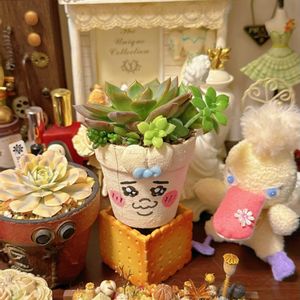 リンゴ,ルンヨニー錦,いちごみるくさんのおぱんちゅ鉢,多肉植物,多肉寄せ植えの画像