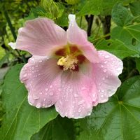 フヨウ,芙蓉,小石川植物園の画像