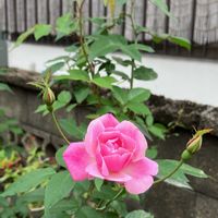 ネリネ,ネリネ,バラ,バラ,ミセバヤの画像