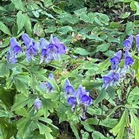 トリカブト,ニリンソウ,今日のお花,都立薬用植物園の画像