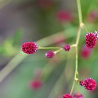 ワレモコウ,ワレモコウ,花壇の画像
