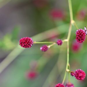 ワレモコウ,ワレモコウ,花壇の画像