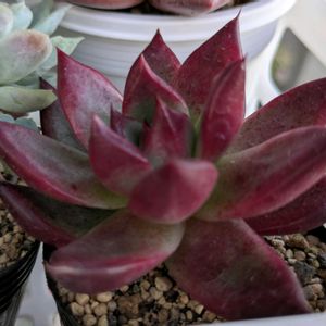 ペンテラ,多肉植物,葉挿し,多肉寄せ植え,実生苗の画像