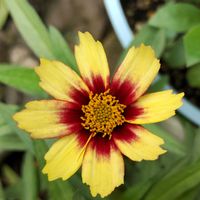 コレオプシス レッドシフト,花のある暮らし,植物のある暮らし,植中毒,ゲブラナガトヨの画像