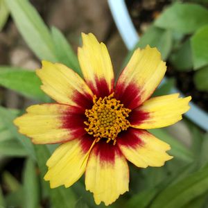 コレオプシス レッドシフト,花のある暮らし,植物のある暮らし,植中毒,ゲブラナガトヨの画像