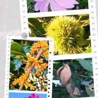 アケビ,キンモクセイ,コスモス,クリの画像