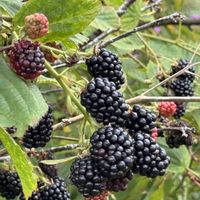 ブラックベリー,美味しい物,ブラックベリーの実,実家の庭にて,投稿しそびれたpicの画像