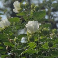 フヨウ,アオイ科フヨウ属,白い花♡,花の金曜日,金曜日の蕾たちの画像
