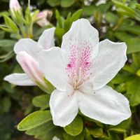 ツツジ,ツツジの画像