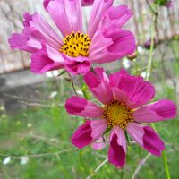 コスモス,コスモスシーシェル,コスモスシーシェル,花のある暮らし,我が家の畑の画像