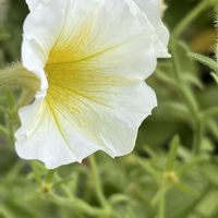 ペチュニア,素敵な出会いに感謝,今日も元気で,今日も笑顔で♡,花を通じて愛と平和をの画像