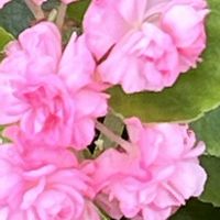 ベゴニア,ピンクの花,素敵な出会いに感謝,今日も元気で,今日も笑顔で♡の画像