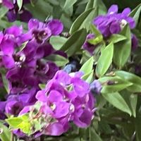 アンゲロニア,素敵な出会いに感謝,今日も元気で,今日も笑顔で♡,花を通じて愛と平和をの画像