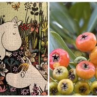 ハギ,ピラカンサ,ヤブラン,公園,ムーミンの日の画像