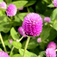 センニチコウ,千日紅,色あざやか,風に揺れる,ピンクワールドへ ようこその画像