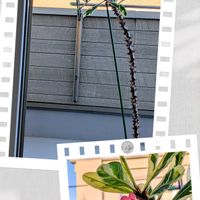 ハナキリン,赤い花の画像
