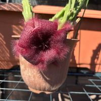スタペリアの画像