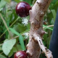 ジャボチカバ,癒される,感謝,花のある暮らし,しあわせの画像