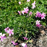 メキシカンブッシュセージ,メキシカンブッシュセージ,芝桜,芝桜,ササゲの画像