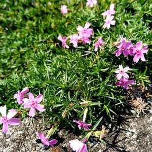 メキシカンブッシュセージ,メキシカンブッシュセージ,芝桜,芝桜,ササゲの画像