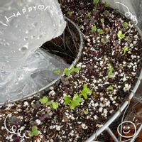ダリア,パッションフルーツ,オリヅルラン,葉牡丹,オオベンケイソウの画像