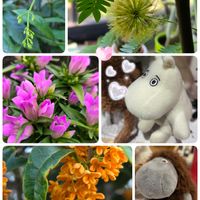 キンモクセイ,キンモクセイ,キンモクセイ,キンモクセイ,ヒマワリの画像