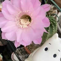 金木犀,タカノハススキ,レンギヨウ,サボテンの花,ムーミンの日の画像
