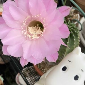 金木犀,タカノハススキ,レンギヨウ,サボテンの花,ムーミンの日の画像
