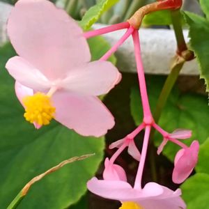 日当たり良好,庭の画像