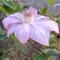 クレマチス,薔薇 しのぶれど,木槿（ムクゲ）八重,地植え,花のある暮らしの画像